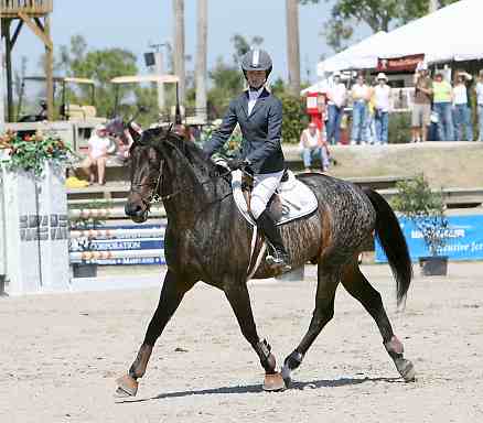 Horse Brindle